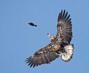 eagle-prey